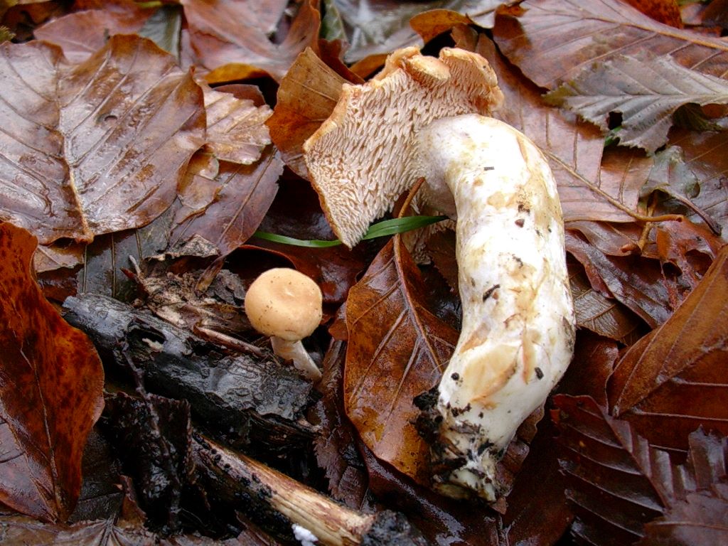 1198 Dicembre vecchio ritrovamento